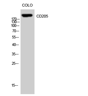 Fig. Western Blot analysis of CoLo cells using CD205 Polyclonal Antibody.