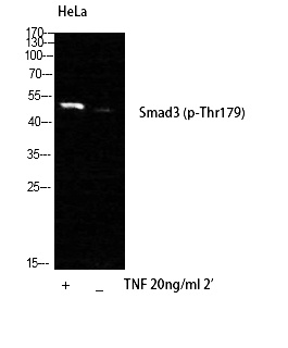 Fig. Western Blot analysis of HELA cells using Phospho-Smad3 (T179) Polyclonal Antibody.