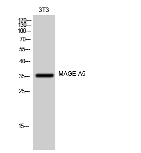 Fig. Western Blot analysis of 3T3 cells using MAGE-A5 Polyclonal Antibody.