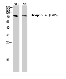 Fig. Western blot analysis of VEC 293 lysis using Phospho-Tau (T205) antibody. Antibody was diluted at 1:2000.