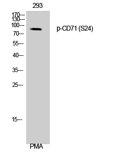 Fig. Western Blot analysis of 293 cells using Phospho-CD71 (S24) Polyclonal Antibody.
