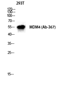 Fig. Western Blot analysis of 293T cells using MDMX Polyclonal Antibody diluted at 1:1000.