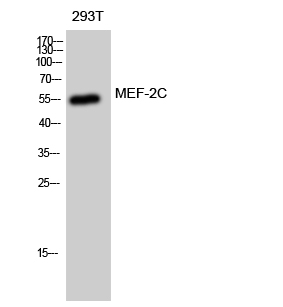 Fig. Western Blot analysis of 293T cells using MEF-2C Polyclonal Antibody diluted at 1:1000.