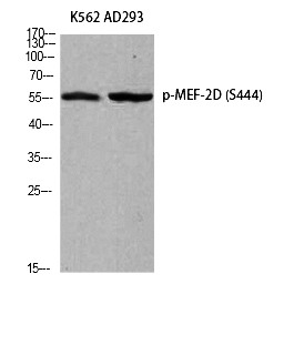 Fig. Western blot analysis of K562 AD293 using Phospho-MEF-2D (S444) antibody. Antibody was diluted at 1:500.