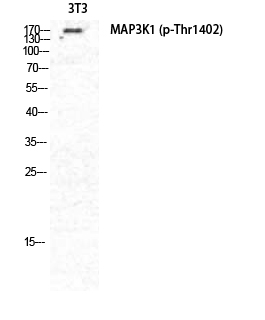 Fig. Western Blot analysis of NIH-3T3 cells using Phospho-MEK Kinase-1 (T1402) Polyclonal Antibody diluted at 1:2000.