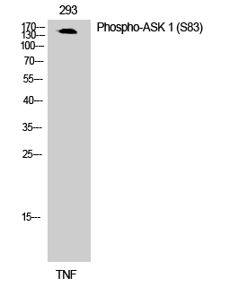 Fig. Western Blot analysis of 293 cells using Phospho-ASK 1 (S83) Polyclonal Antibody.