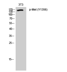 Fig. Western Blot analysis of 3T3 cells using Phospho-Met (Y1356) Polyclonal Antibody.