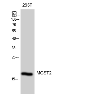 Fig. Western Blot analysis of 293T cells using MGST2 Polyclonal Antibody diluted at 1:2000.