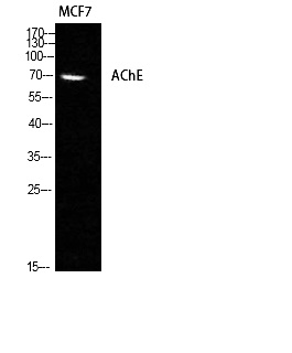 Fig. Western Blot analysis of MCF7 cells using AChE Polyclonal Antibody diluted at 1:1000.