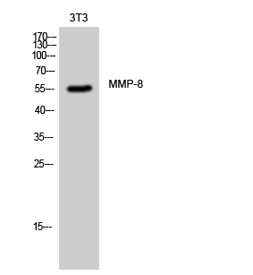 Fig. Western Blot analysis of 3T3 cells using MMP-8 Polyclonal Antibody.