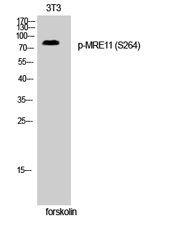 Fig. Western Blot analysis of 3T3 cells using Phospho-MRE11 (S264) Polyclonal Antibody.