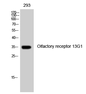 Fig. Western Blot analysis of 293 cells using Olfactory receptor 13G1 Polyclonal Antibody.