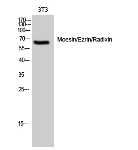 Fig. Western Blot analysis of 3T3 cells using Moesin/Ezrin/Radixin Polyclonal Antibody diluted at 1:2000.