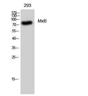 Fig. Western Blot analysis of 293 cells using MxB Polyclonal Antibody.