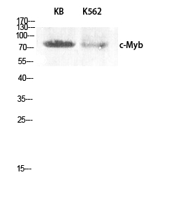 Fig. Western Blot analysis of KB K562 cells using c-Myb Polyclonal Antibody diluted at 1:2000.