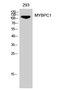 Fig. Western Blot analysis of 293 cells using MYBPC1 Polyclonal Antibody diluted at 1:500.
