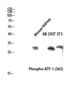 Fig. Western blot analysis of Mouse-kidney KB 293T 3T3 lysis using Phospho-ATF-1 (S63) antibody. Antibody was diluted at 1:500.
