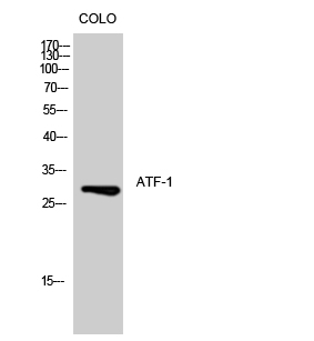 Fig.1. Western Blot analysis of COLO cells using ATF-1 Polyclonal Antibody diluted at 1:500.