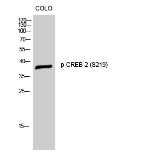 Fig. Western Blot analysis of CoLo cells using Phospho-CREB-2 (S219) Polyclonal Antibody.