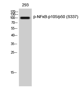 Fig. Western Blot analysis of 293 cells using Phospho-NFκB-p105/p50 (S337) Polyclonal Antibody diluted at 1:1000.