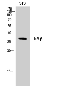 Fig. Western Blot analysis of NIH-3T3 cells using IκB-β Polyclonal Antibody.