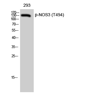 Fig. Western Blot analysis of 293 cells using Phospho-NOS3 (T494) Polyclonal Antibody diluted at 1:1000.