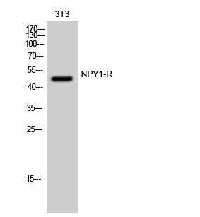Fig. Western Blot analysis of 3T3 cells using NPY1-R Polyclonal Antibody.