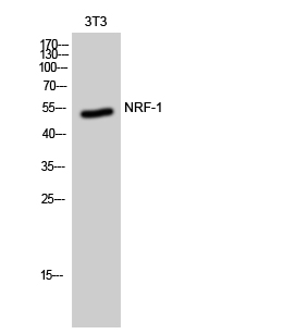 Fig. Western Blot analysis of 3T3 cells using NRF-1 Polyclonal Antibody.