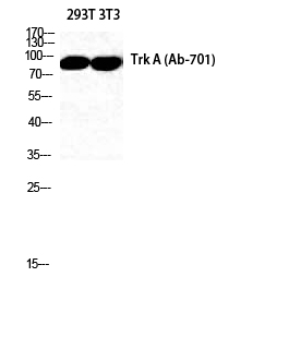 Fig. Western Blot analysis of 293T NIH-3T3 cells using Trk A Polyclonal Antibody diluted at 1:2000. Secondary antibody was diluted at 1:20000.