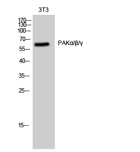Fig. Western Blot analysis of 3T3 cells using PAKα/β/γ Polyclonal Antibody.