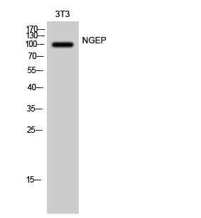 Fig. Western Blot analysis of 3T3 cells using NGEP Polyclonal Antibody diluted at 1:1000.