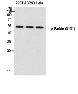 Fig. Western blot analysis of 293T AD293 Hela using p-Parkin (S131) antibody. Antibody was diluted at 1:500.