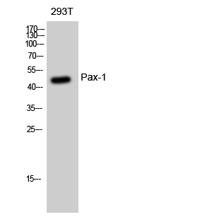 Fig. Western Blot analysis of 293T cells using Pax-1 Polyclonal Antibody diluted at 1:500.