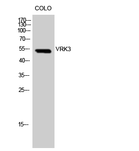 Fig. Western Blot analysis of COLO cells using VRK3 Polyclonal Antibody. Secondary antibody was diluted at 1:20000.