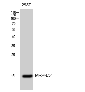 Fig. Western Blot analysis of 293T cells using MRP-L51 Polyclonal Antibody diluted at 1:2000.