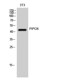Fig. Western Blot analysis of 3T3 cells using PIPOX Polyclonal Antibody.