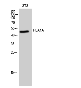 Fig. Western Blot analysis of 3T3 cells using PLA1A Polyclonal Antibody.