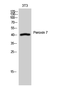 Fig. Western Blot analysis of 3T3 cells using Peroxin 7 Polyclonal Antibody.