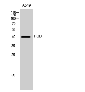 Fig. Western Blot analysis of A549 cells using PGD Polyclonal Antibody.