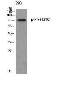 Fig. Western blot analysis of 293 using p-Plk (T210) antibody.