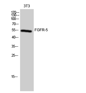 Fig. Western Blot analysis of 3T3 cells using FGFR-5 Polyclonal Antibody.