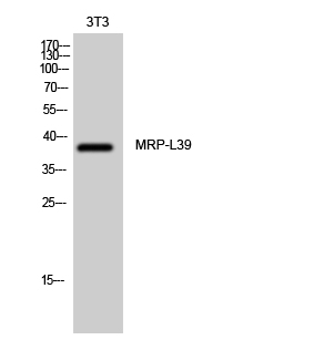 Fig. Western Blot analysis of 3T3 cells using MRP-L39 Polyclonal Antibody diluted at 1:1000.