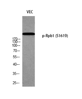 Fig. Western blot analysis of VEC using p-Rpb1 (S1619) antibody. Antibody was diluted at 1:2000.
