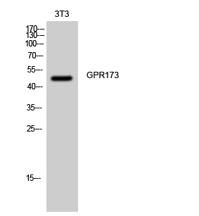 Fig.1. Western Blot analysis of 3T3 cells using GPR173 Polyclonal Antibody diluted at 1:2000.