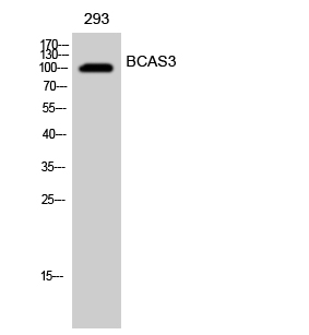 Fig. Western Blot analysis of 293 cells using BCAS3 Polyclonal Antibody.