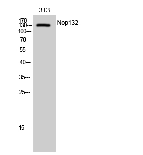 Fig.1. Western Blot analysis of 3T3 cells using Nop132 Polyclonal Antibody diluted at 1:1000.