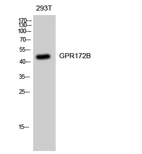 Fig. Western Blot analysis of 293T cells using GPR172B Polyclonal Antibody diluted at 1:1000.