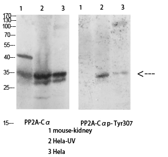 Fig.2. Western Blot analysis of various cells using Antibody diluted at 1:1000. Secondary antibody was diluted at 1:20000.