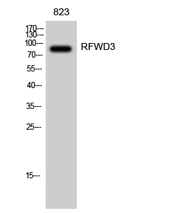Fig. Western Blot analysis of 823 cells using RFWD3 Polyclonal Antibody diluted at 1:2000.