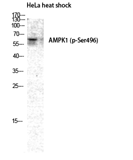 Fig. Western Blot analysis of HELA cells using Phospho-AMPKα1 (S496) Polyclonal Antibody diluted at 1:2000.